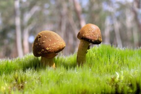 世界网球混龄训练营扩展至更多社区中心，网球 混血